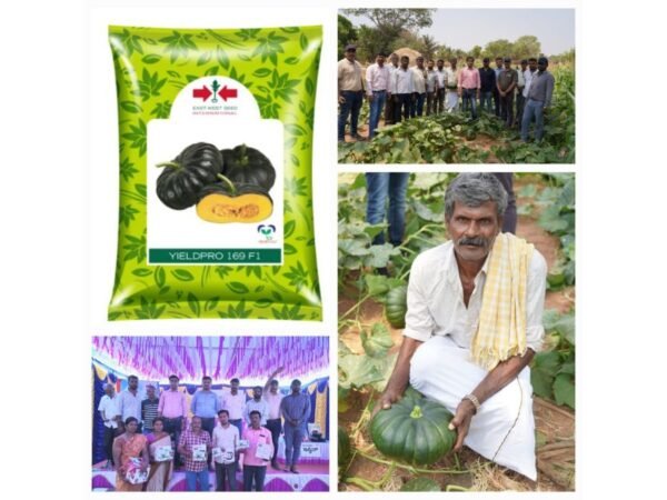 East-West Seed India Launches High-Yielding Hybrid Pumpkin, Yieldpro 169, Promising More Prosperity For Smallholder Farmers